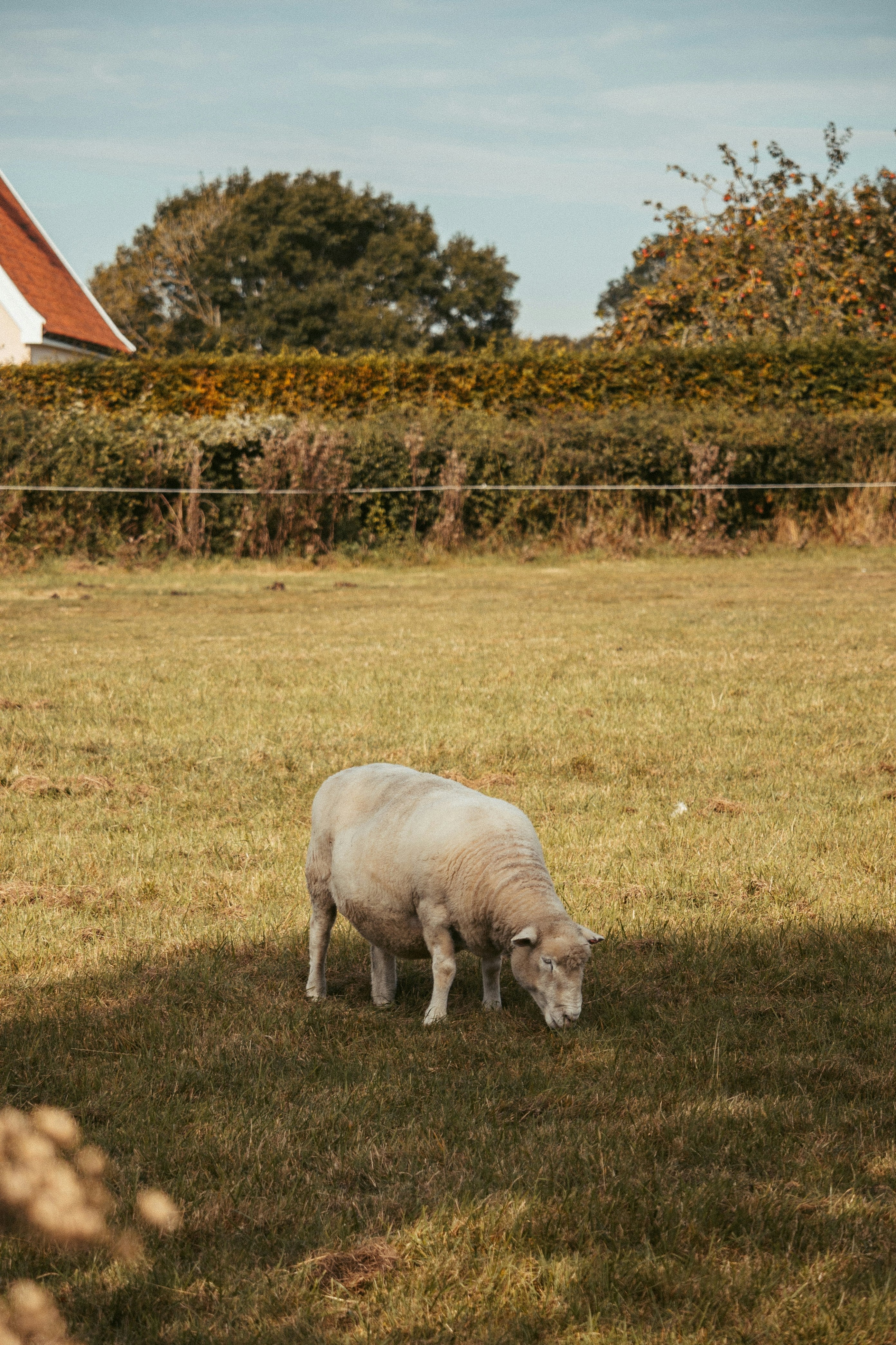 From Pasture to Pair: The Timeless Journey of Wool Fiber