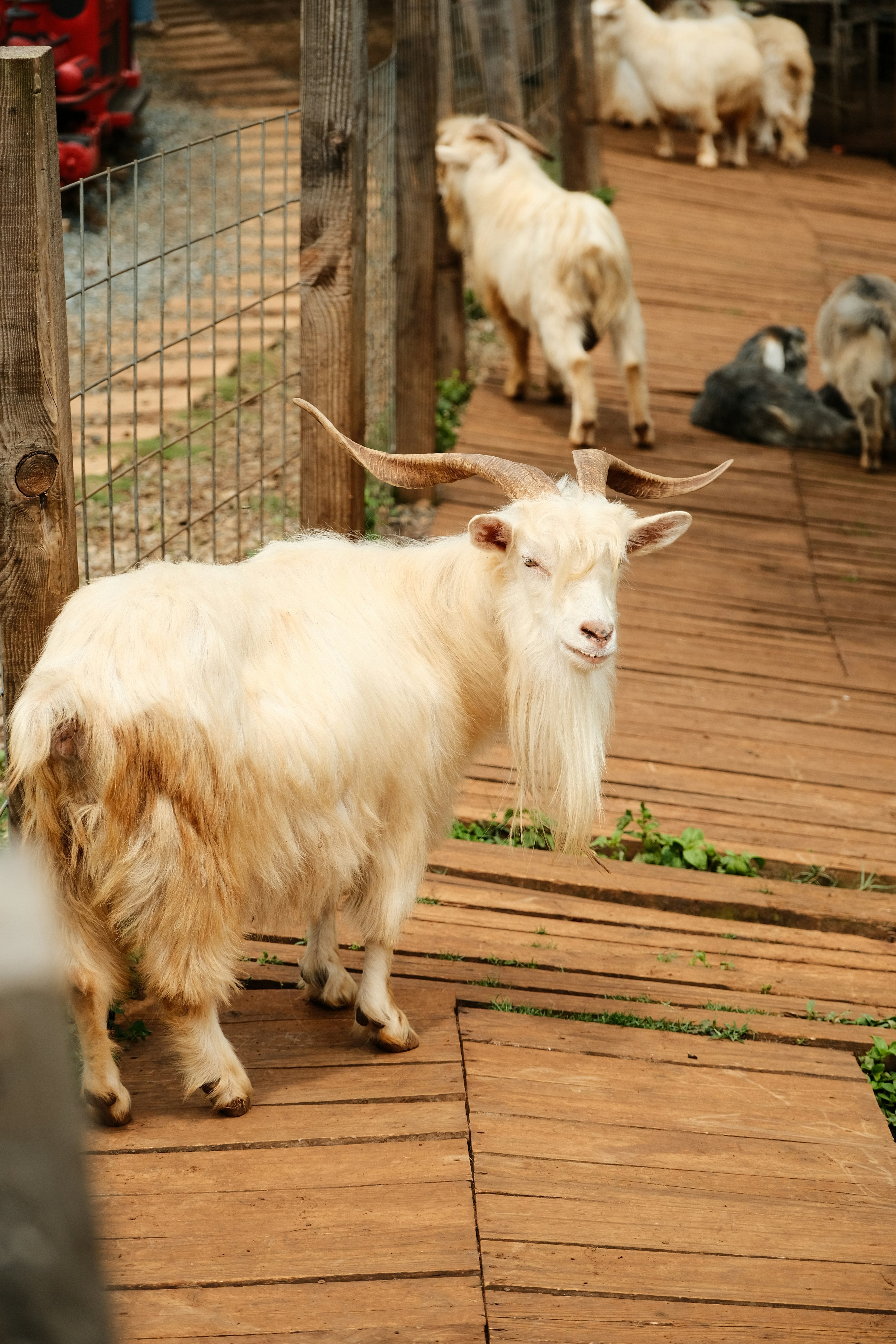 From Mountain Goat to Cozy Luxury: The Journey of Cashmere Fiber