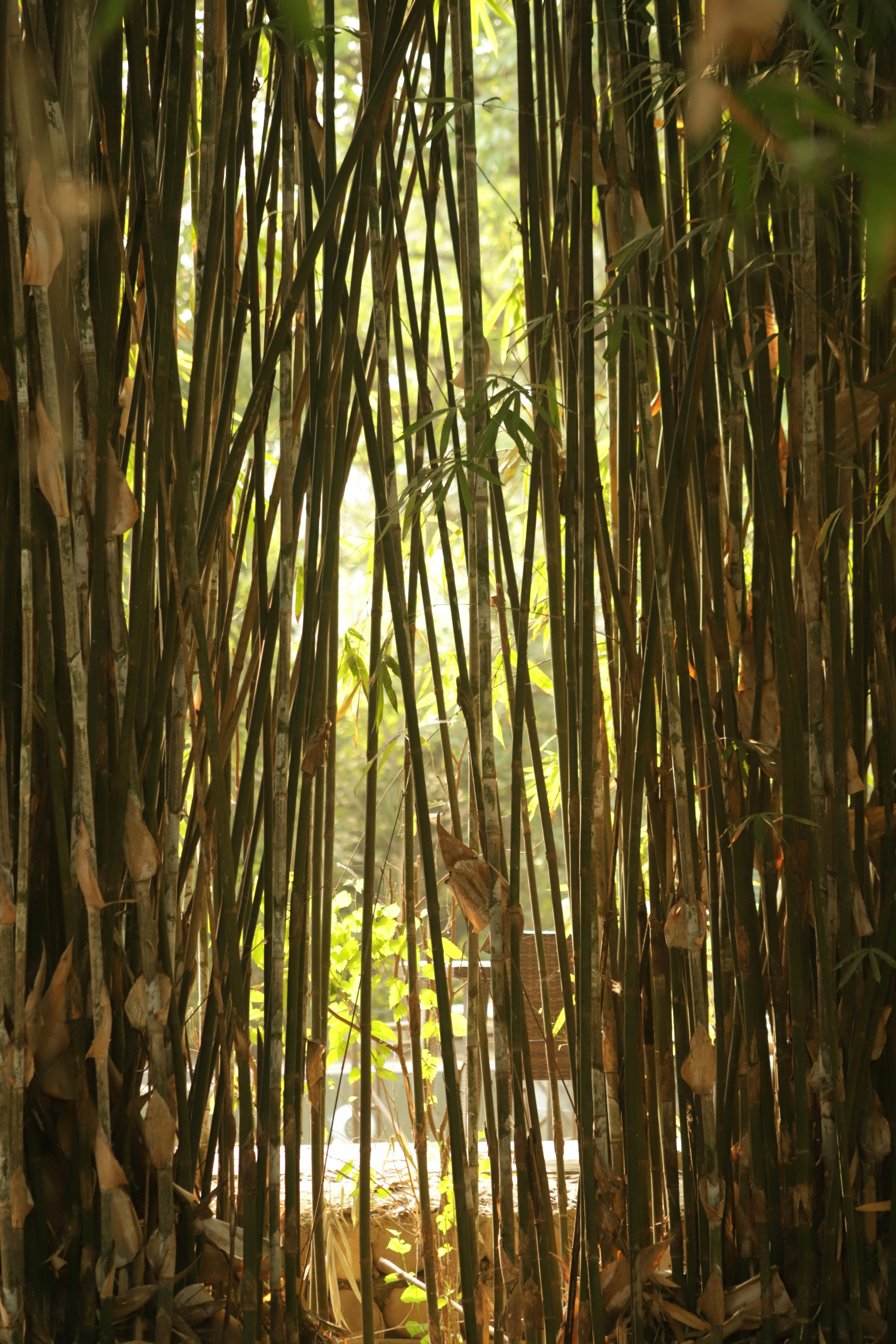 From Forest to Fabric: The Natural Journey of Bamboo Fiber